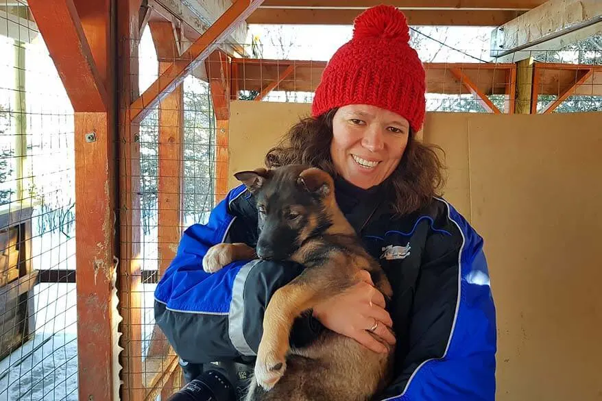 Meeting husky puppies as part of dog sledding experience