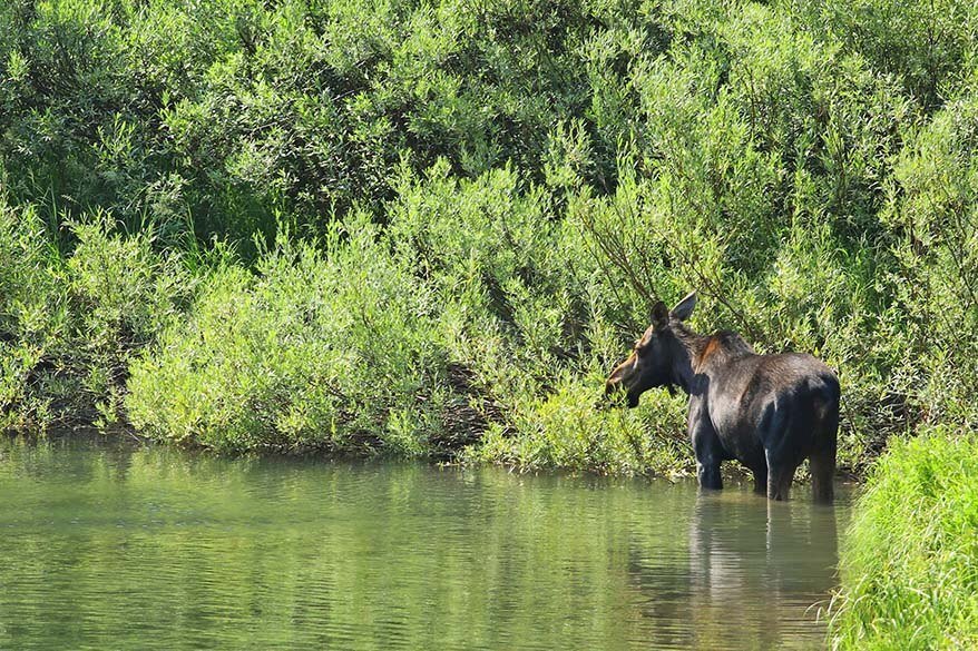 Moose in Grand Teton NP, Wyoming