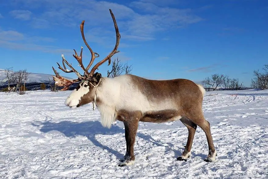 Reindeer in Tromso