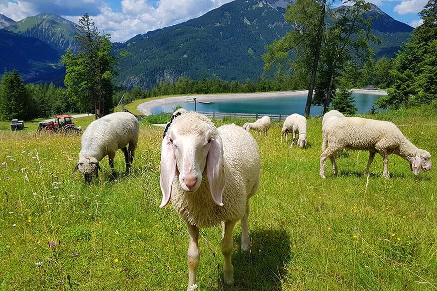 Cute sheep in the mountains - Tiroler Zugspitz Arena in Austrian Tirol