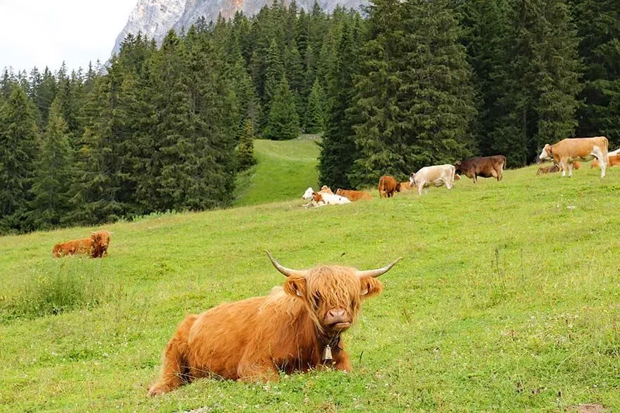 Scottish cows at Ehrwalder Alm in Tirol