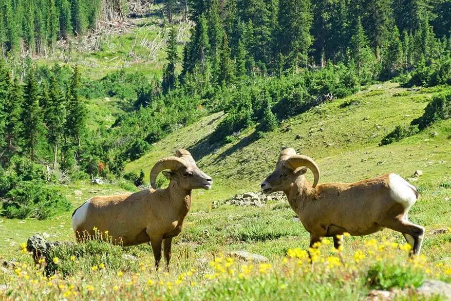 Big horn sheep in Rocky Mountain NP Colorado in summer