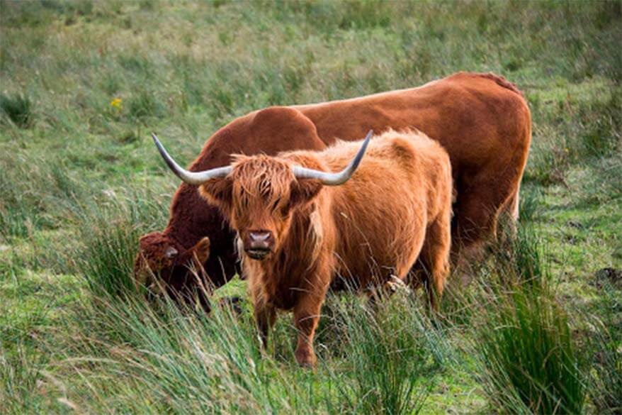 Scottish cows on the Isle of Skye