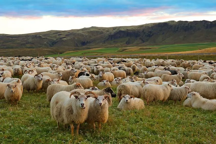 September is the month of Rettir in Iceland - the sheep come back from the mountains