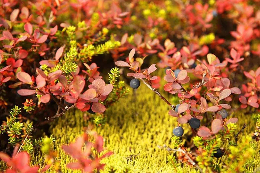 Wild berries in Iceland in September