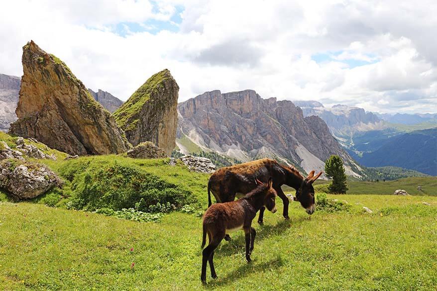 Burros en las formaciones rocosas de Pieralongia cerca de Seceda en Val Gardena en los Dolomitas italianos