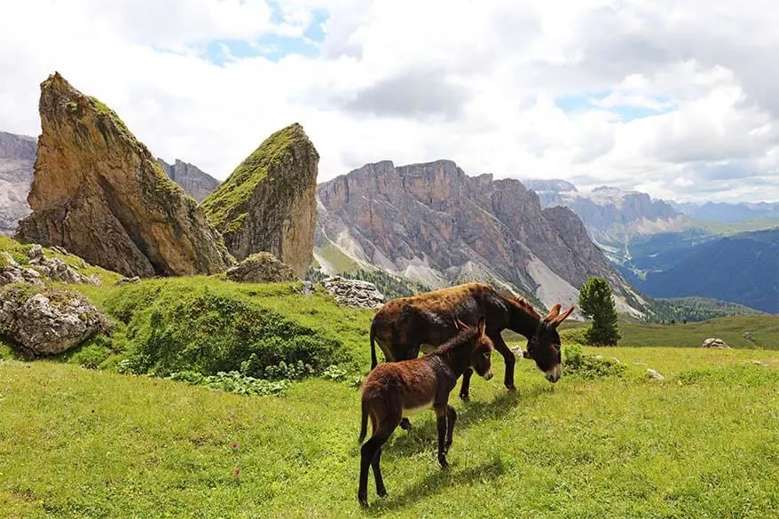 Donkeys at Pieralongia rock formations near Seceda in Val Gardena in the Italian Dolomites