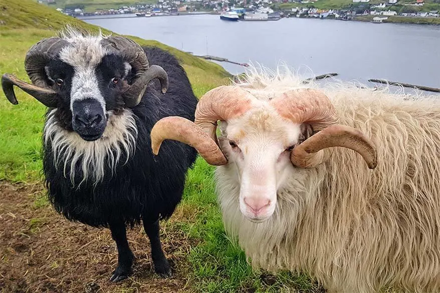 Faroe Islands aren't called the Sheep Islands for nothing