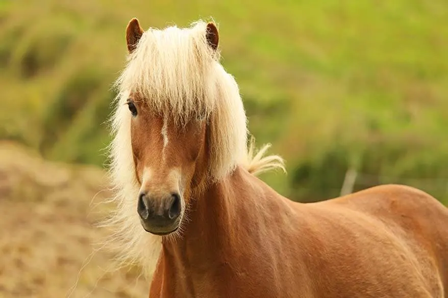 Icelandic horse on the Faroe Islands