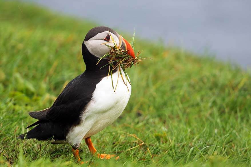 Puffin on Mykines in the Faroe Islands