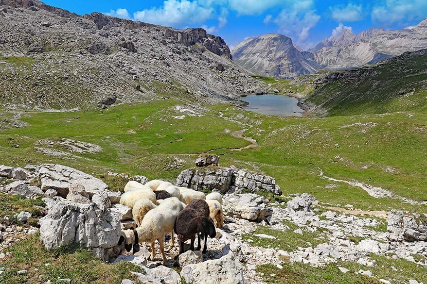 Ovejas a lo largo del Lago di Crespeina en los Dolomitas