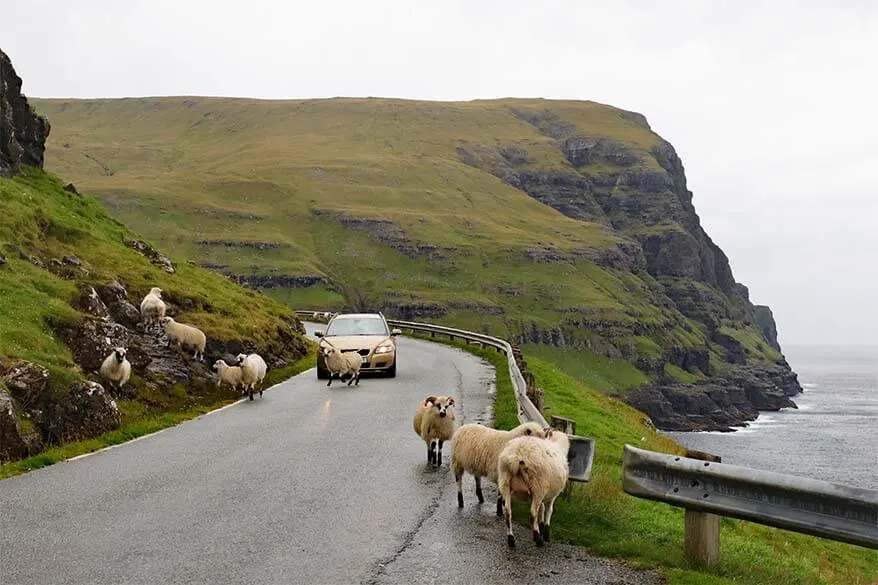 Sheep on the road is a common sight when driving on the Faroe Islands