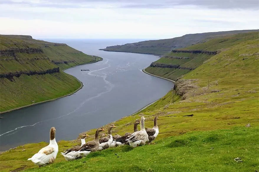 Wild Faroese geese along the scenic road Oyggjarvegur near Torshavn in the Faroe Islands