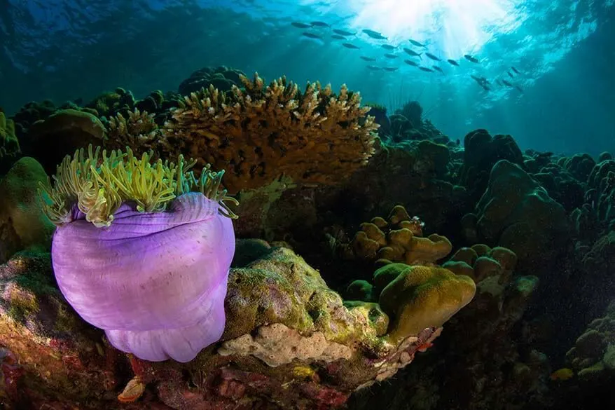 Colorful coral and fish - snorkelling in Koh Lipe Thailand