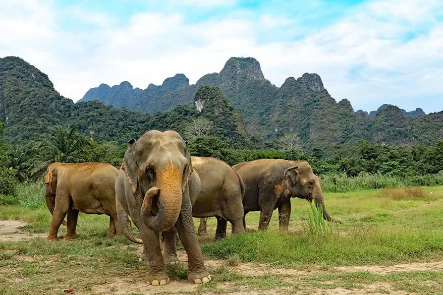 Elephants at Elephant Hills in Khao Sok National Park in Thailand