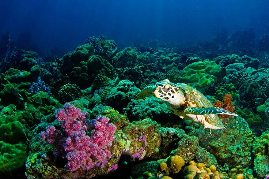 Sea turtle and colorful coral - diving and snorkelling in Thailand
