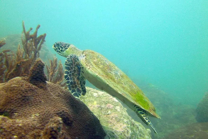 Sea turtle - snorkelling in Thailand