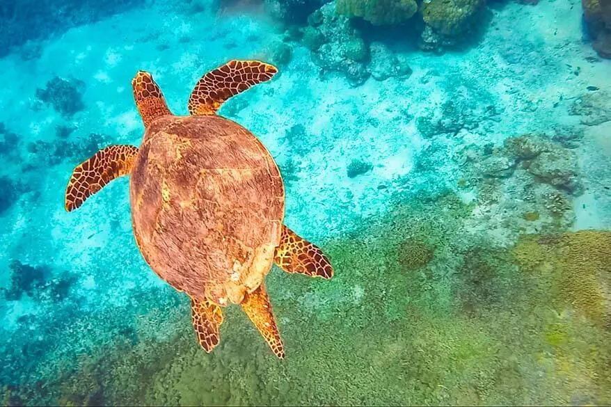 Swimming with turtles in the Similan Islands - unforgettable day trip from Phuket