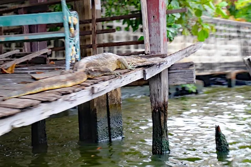 Water lizard as seen from canal tour in Bangkok