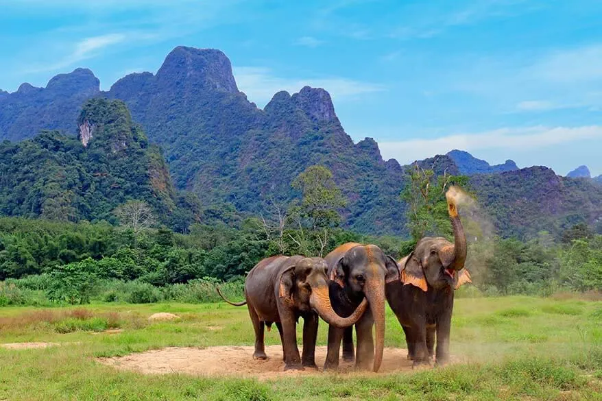 Thai Elephant Shorts -  Canada