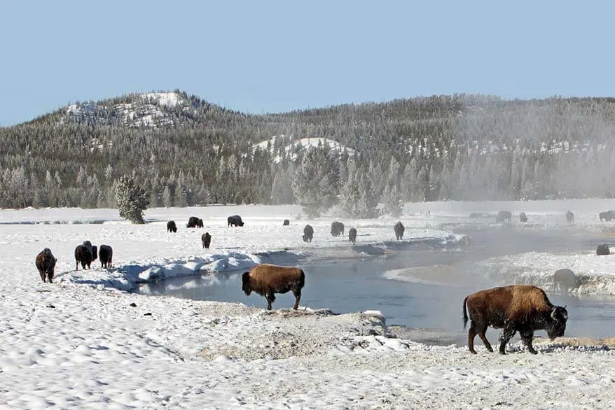 Bison in Yellowstone in winter
