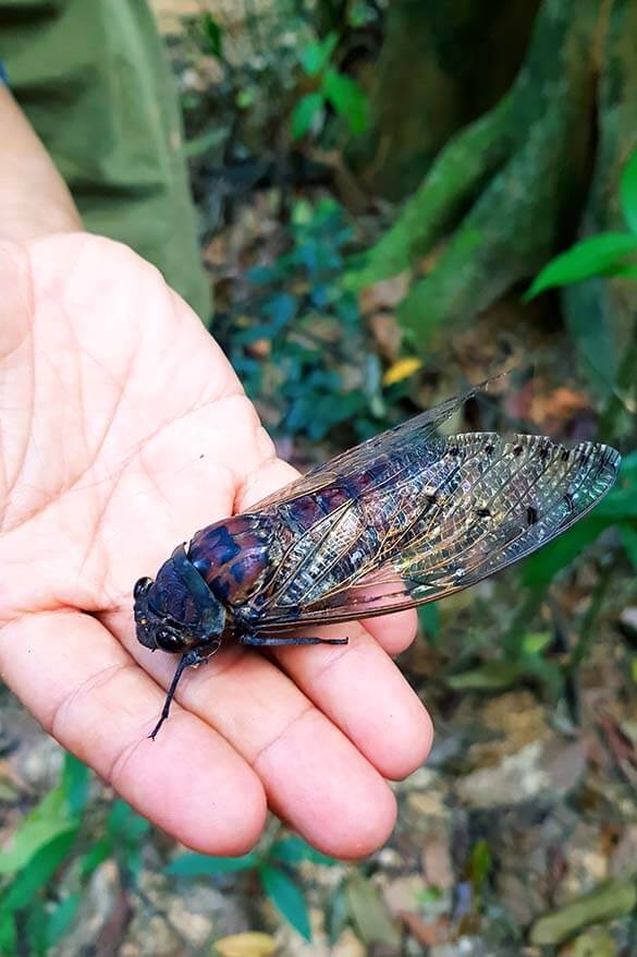Cicada we found along the jungle trek in Khao Sok National Park Thailand