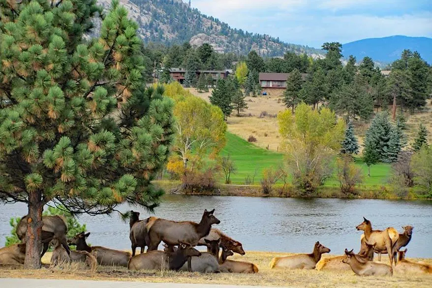 Elk next to a river in Estes Park - it's common to see wildlife in many hotels and cabins near Rocky Mountain National Park