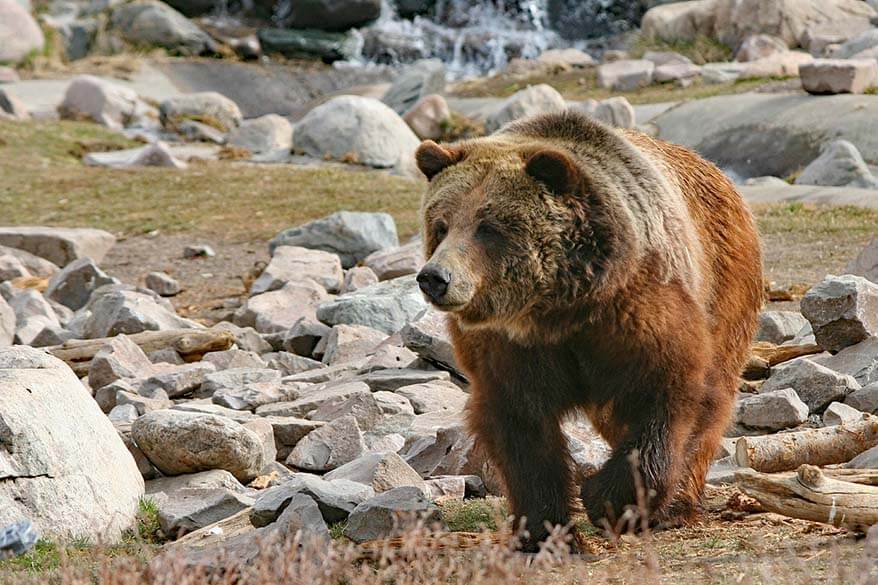 Grizzly bear in Yellowstone National Park