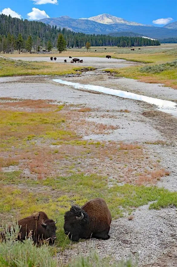 Hayden Valley with thousands of wild bison is one of must see places in Yellowstone