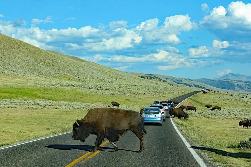 Lamar Valley is the best place to see wild bison in Yellowstone