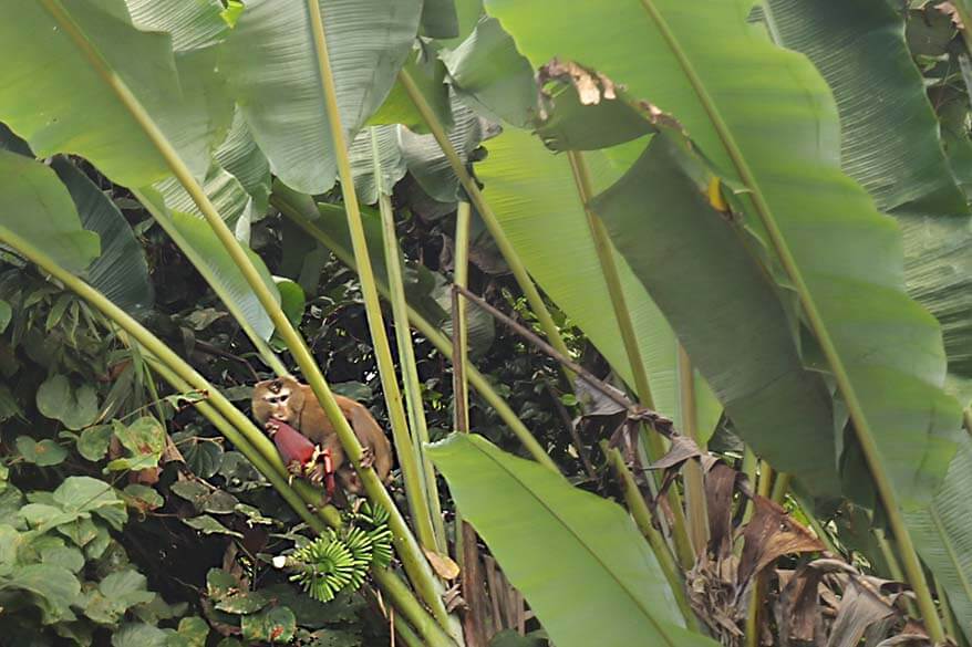 Wild monkey in a banana tree at the Rainforest Camp in Khao Sok National Park Thailand