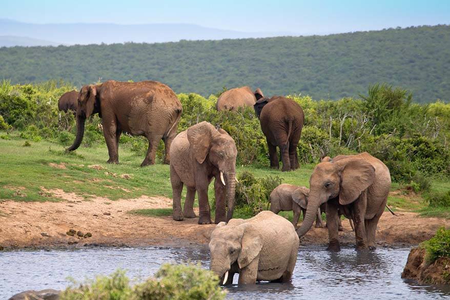 Addo Elephant National Park oferece um dos melhores safari experiências na África do Sul