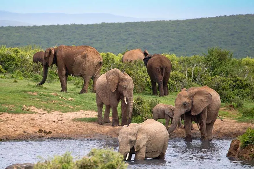 Luxury safari experiences in South Africa