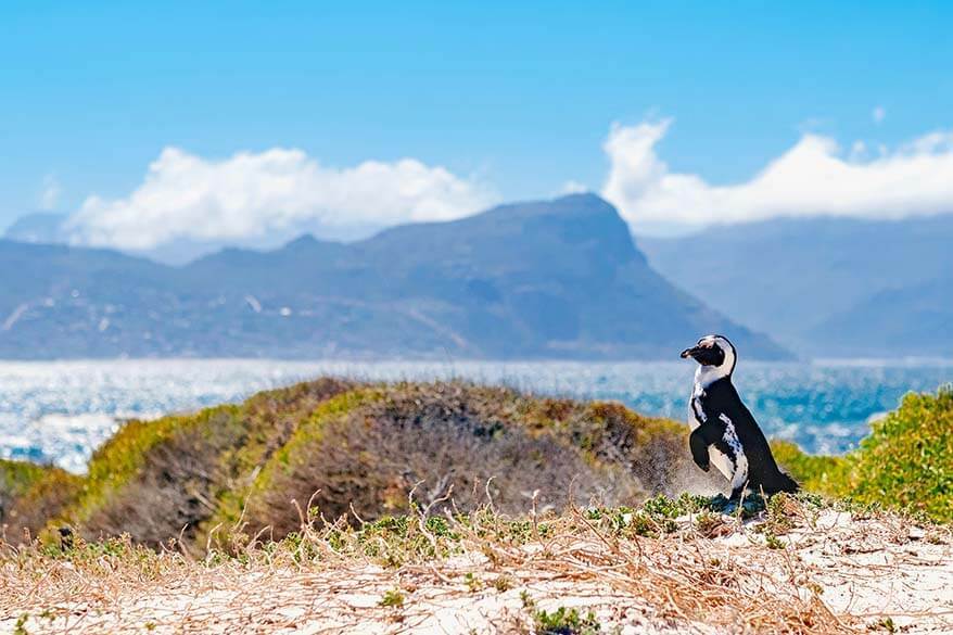 Cape Peninsula er et fantastisk sted som du virkelig må besøke I Sør-Afrika