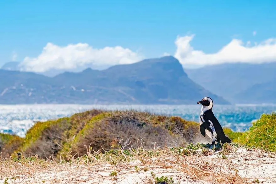 Cape Peninsula is a wonderful place that you really have to visit in South Africa
