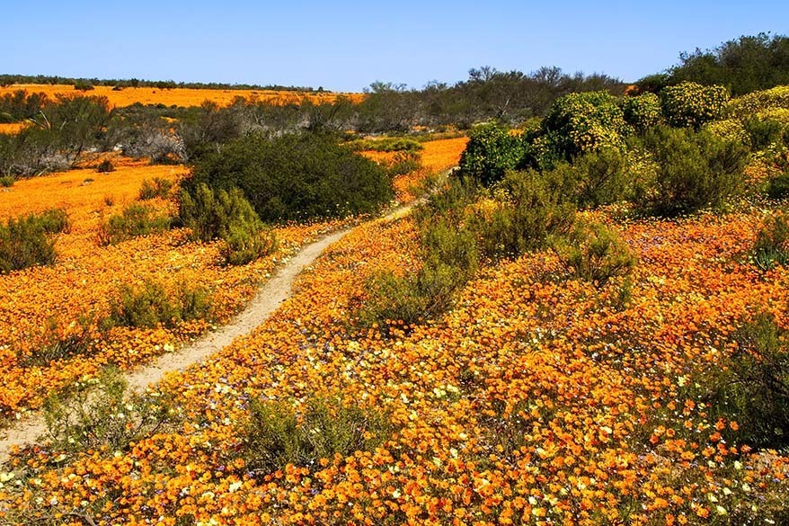 Namaqua 국립공원 및 Namaqualand-최고의 장소 중 하나를 방문에서 남아프리카 공화국에서 봄