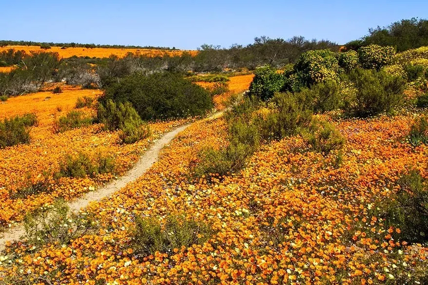 Namaqua National Park and Namaqualand - one of the best places to visit in South Africa in spring