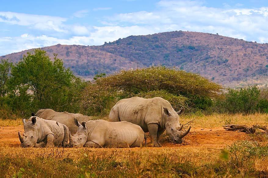 Rinocerontes em Hluhluwe–iMfolozi Parque na África do Sul