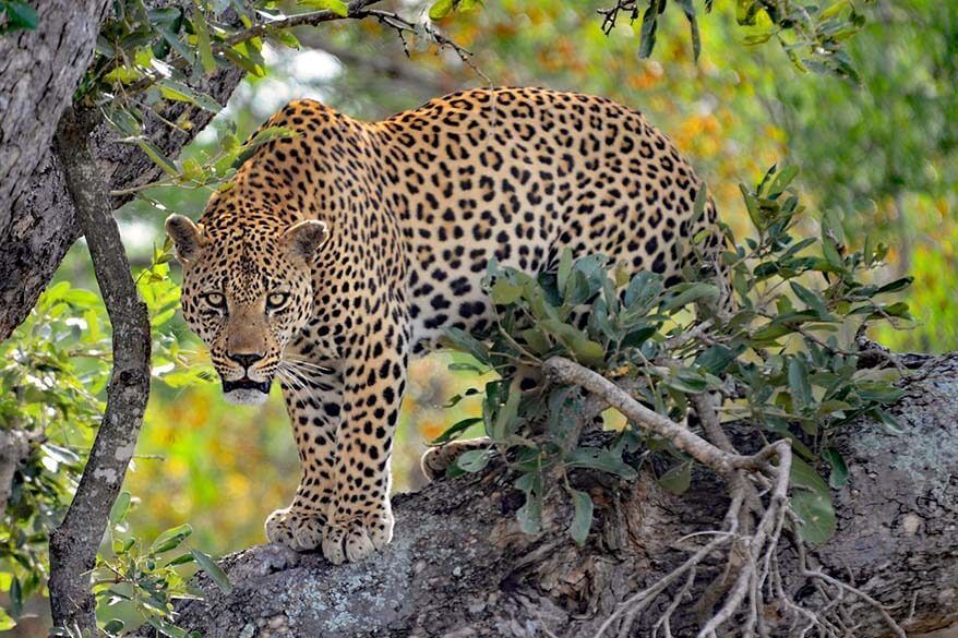 Visiter le parc national Kruger est l'une des meilleures choses à faire en Afrique du Sud