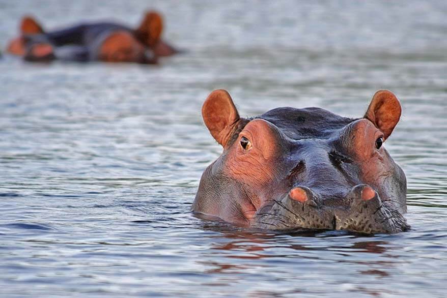 iSimangaliso Wetland Park är en av de bästa platserna att se flodhästar i Sydafrika