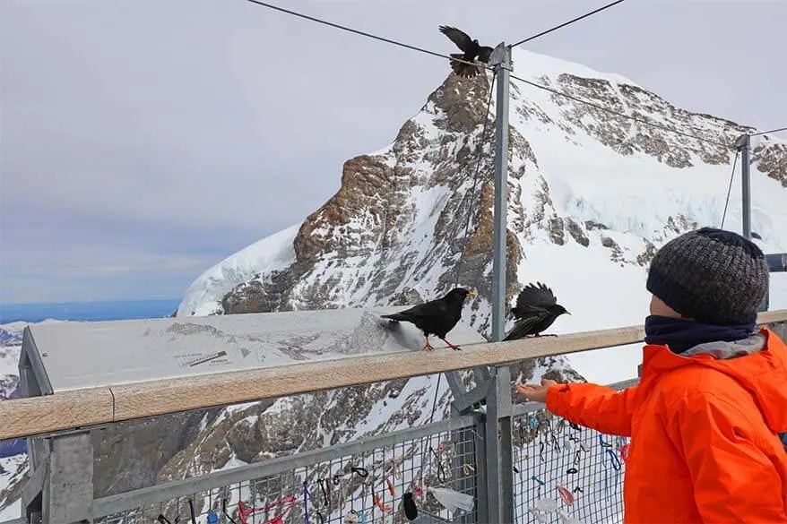 Feeding birds at 3,5km height - Sphinx Terrace at Jungfraujoch in Switzerland