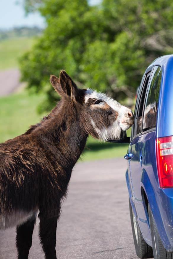 Burro mendigo en el Parque Estatal de Custer, en Dakota del Sur