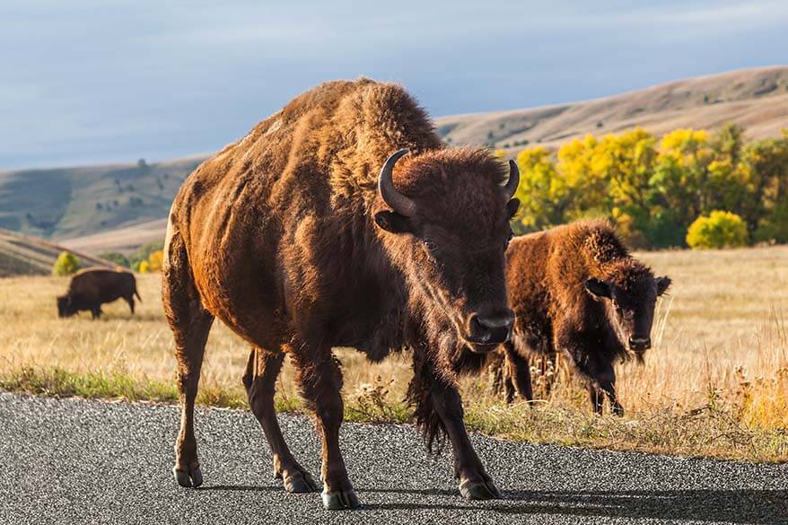 Le cose migliori da fare al Custer State Park - guardare i bisonti e altri animali selvatici