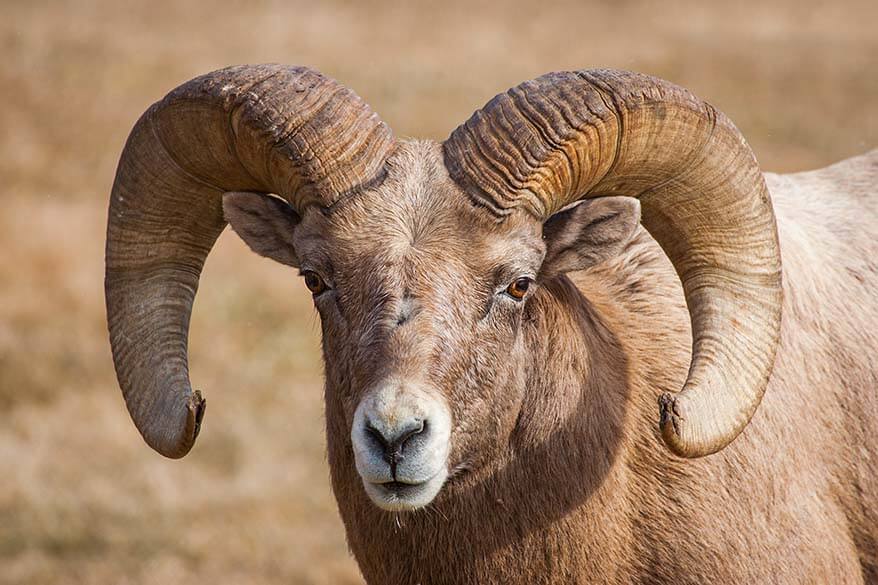 Pecore di montagna lungo la Wildlife Loop Road nel Custer State Park