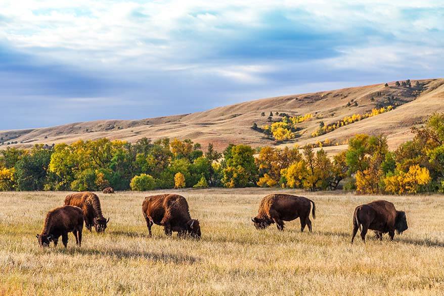 Bisonte en el Parque Estatal de Custer - visita obligada cerca del Monte Rushmore