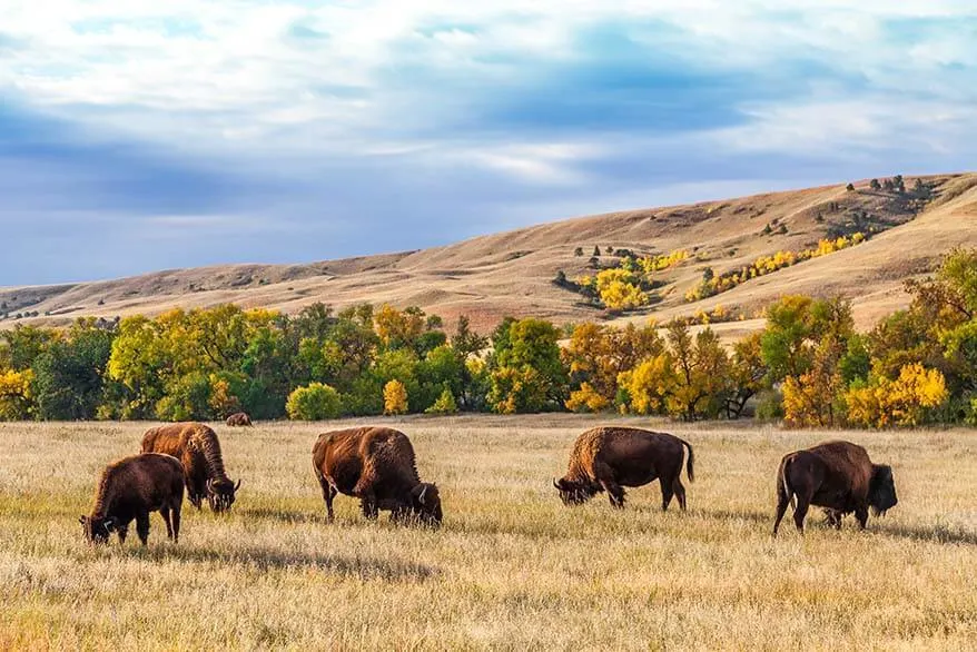 Bison in Custer State Park - must see near Mt Rushmore