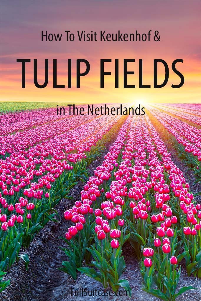 How to visit Keukenhof and Lisse tulip fields