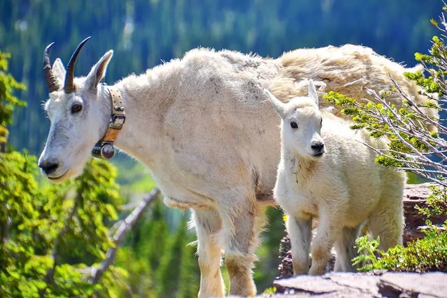 Mountain goats in Glacier National Park