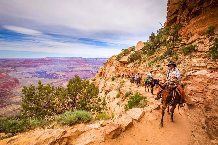 Mule ride in the Grand Canyon