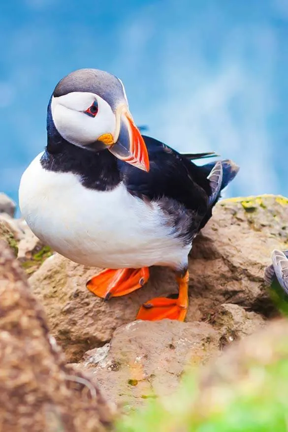 Puffin watching is one of the great options for half day tours from Reykjavik